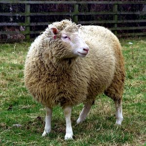 You'll Pass This Trivia Quiz Only If You Know 10% Of Everything Sheep