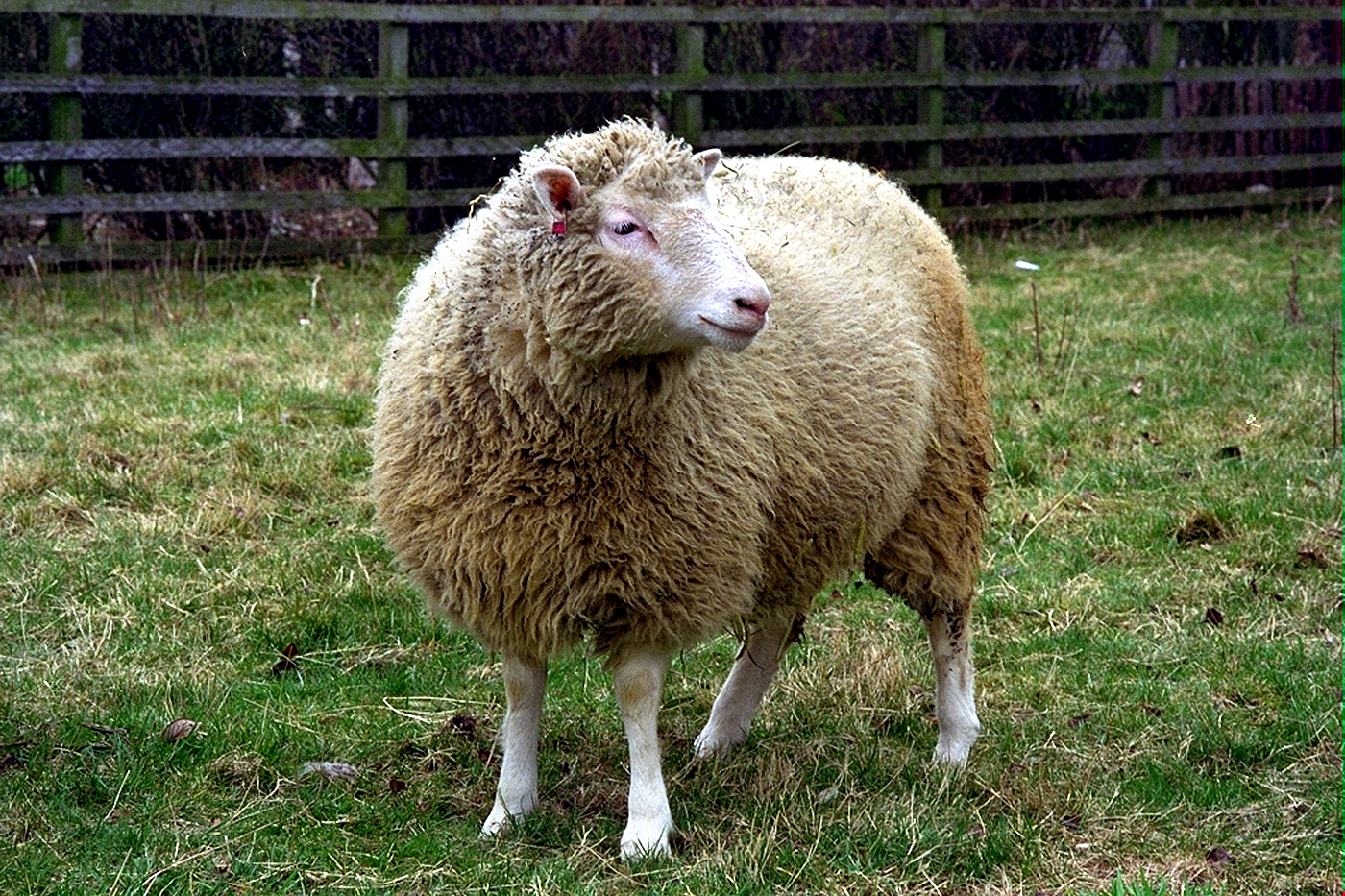 🧬 If You Can Get 10/15 on This Science History Quiz Then You’re Super Smart Dolly the Sheep