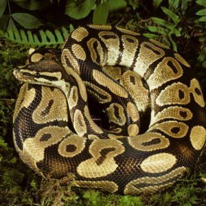 Can You Pass This “Jeopardy!” Trivia Quiz About Animals? What is a giant python?