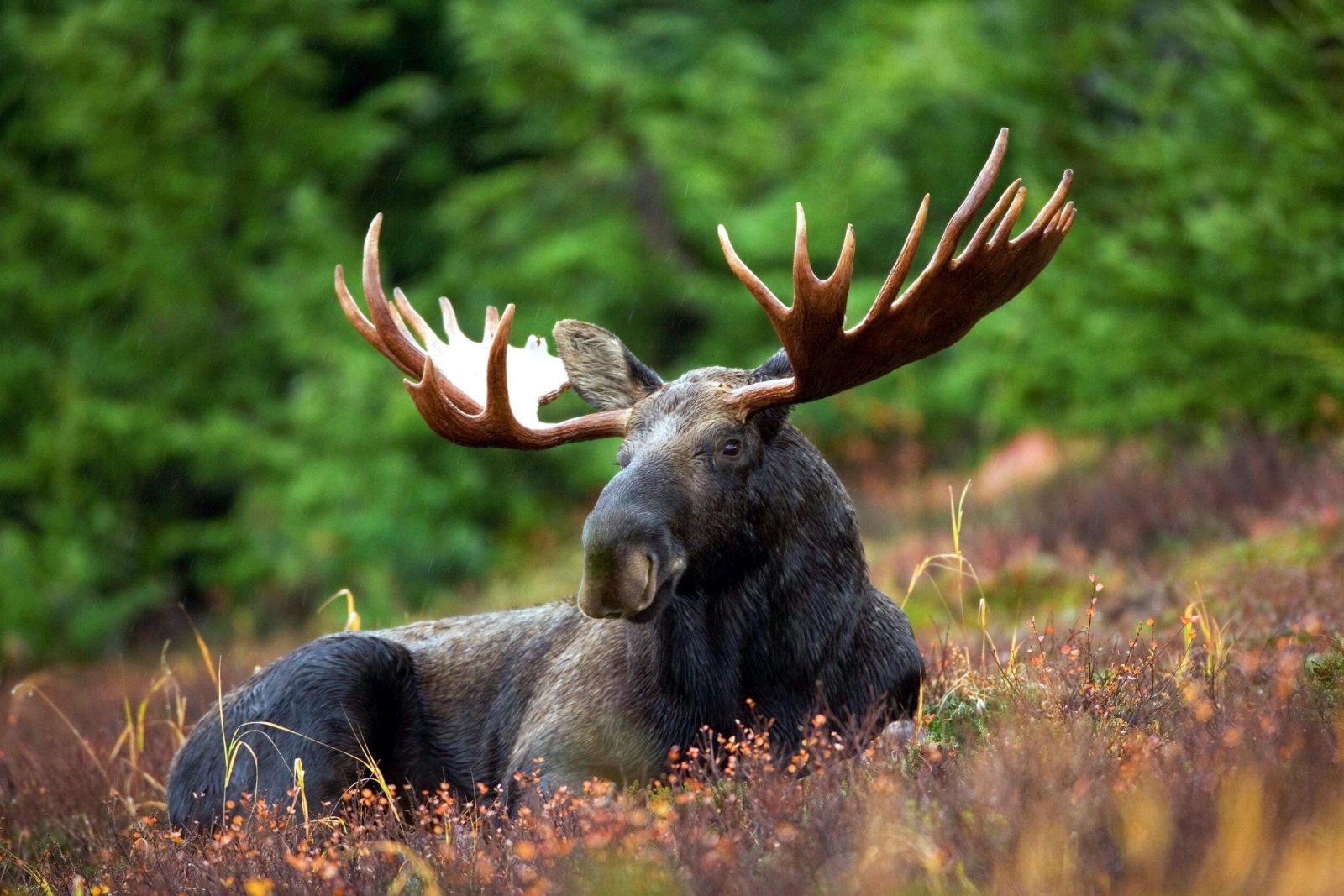 Are You More American, Canadian, British, Or Australian? Moose Moose Rack Male Bull 76972