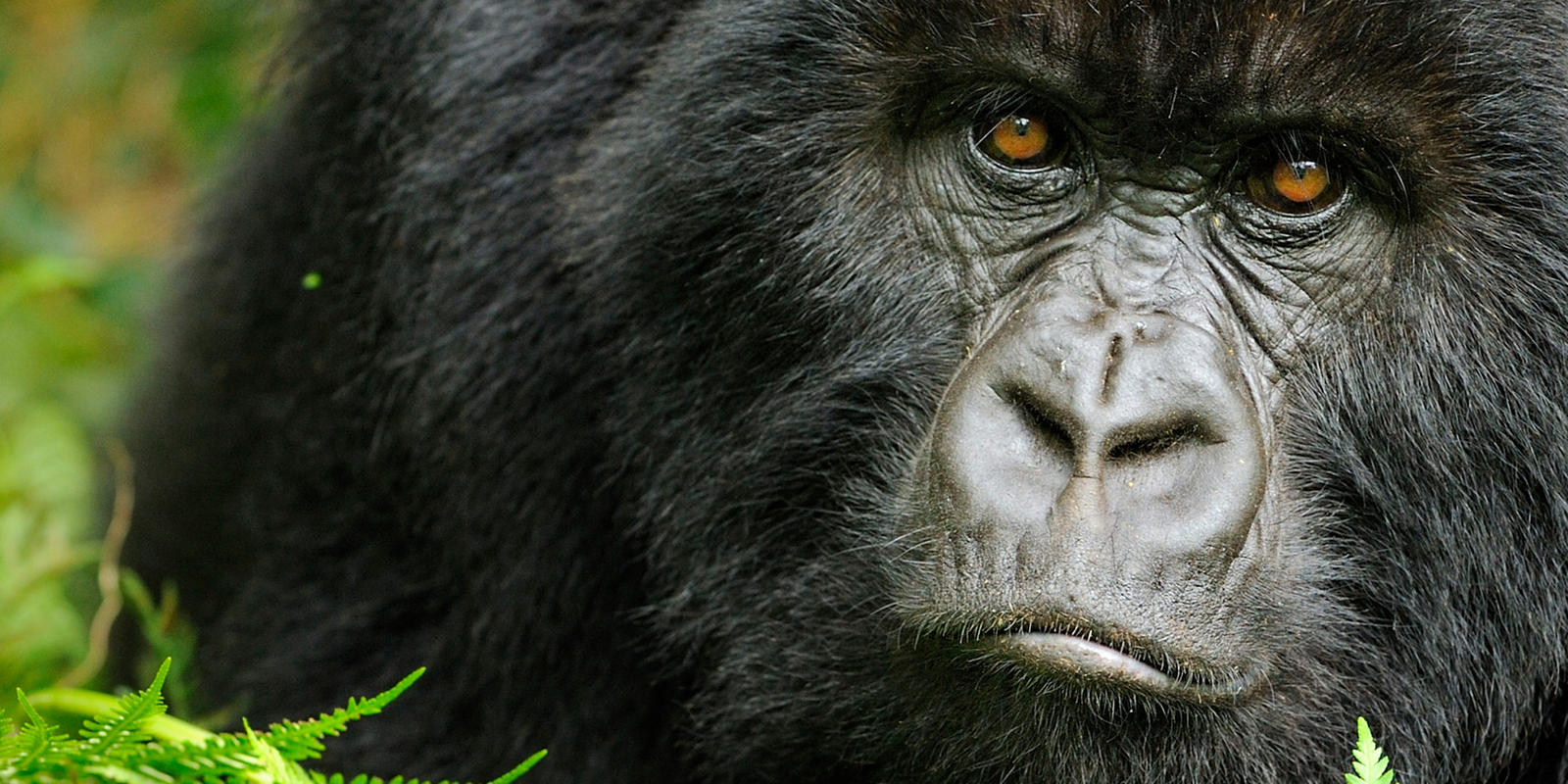 🦁 Can You Actually Survive These Wild Animal Attacks? Quiz Gorilla