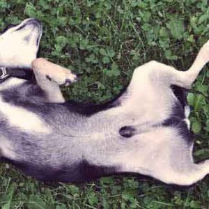 🐕 How Much of a Dog Person Are You? They are fun!