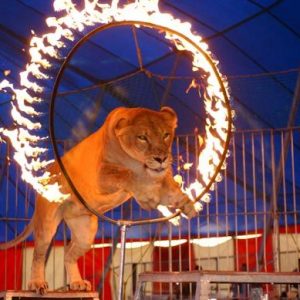 🦁 Can You Actually Survive These Wild Animal Attacks? Quiz Get the lion to jump through a flaming hoop