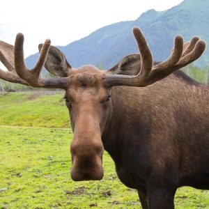 Are You More American, Canadian, British, Or Australian? It depends on the size of the moose