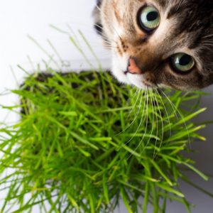 🦁 Can You Actually Survive These Wild Animal Attacks? Quiz Bribe with catnip