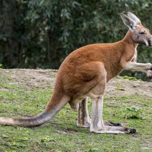Only Really Smart People Can Pass This General Knowledge Quiz Kangaroo