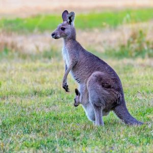 🦁 Can You Actually Survive These Wild Animal Attacks? Quiz Try and climb in its pouch