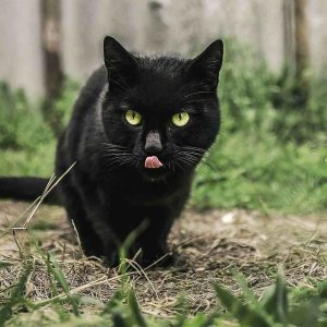😺 How Much Of A Cat Person Are You? Quiz Sometimes