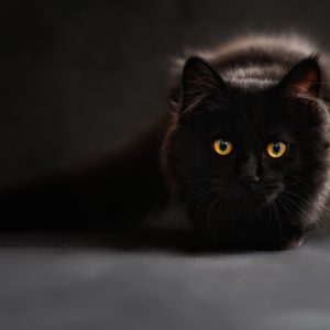 Which Spooky Family Do You Belong In? Quiz Black cat