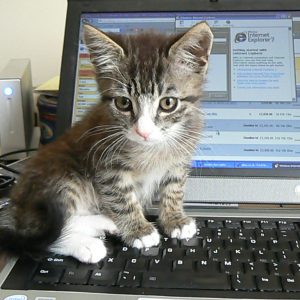Are You A Cat Person? Quiz No