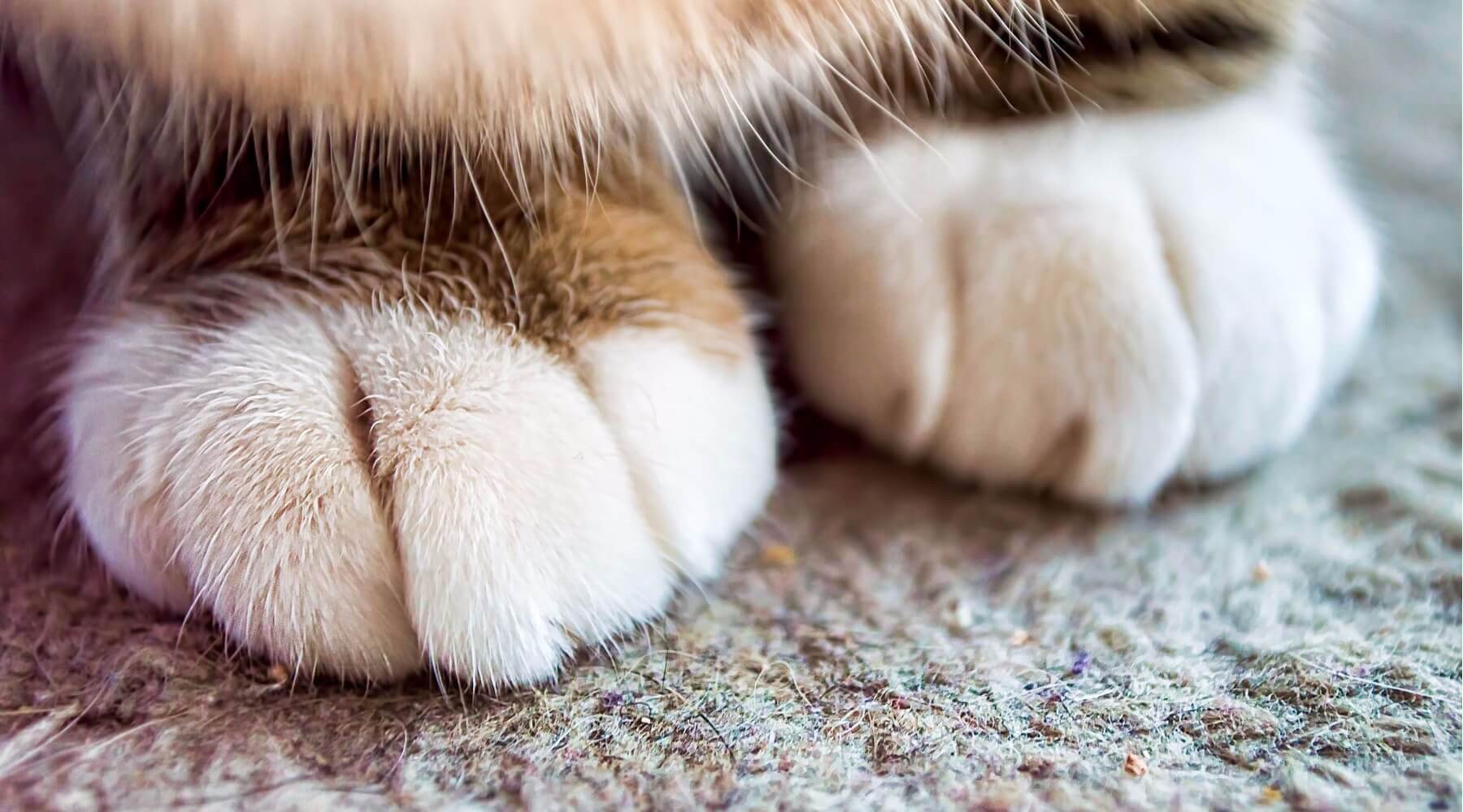 🐱 Is Your Cat Secretly Plotting Against You? Why Do Cats Kneed