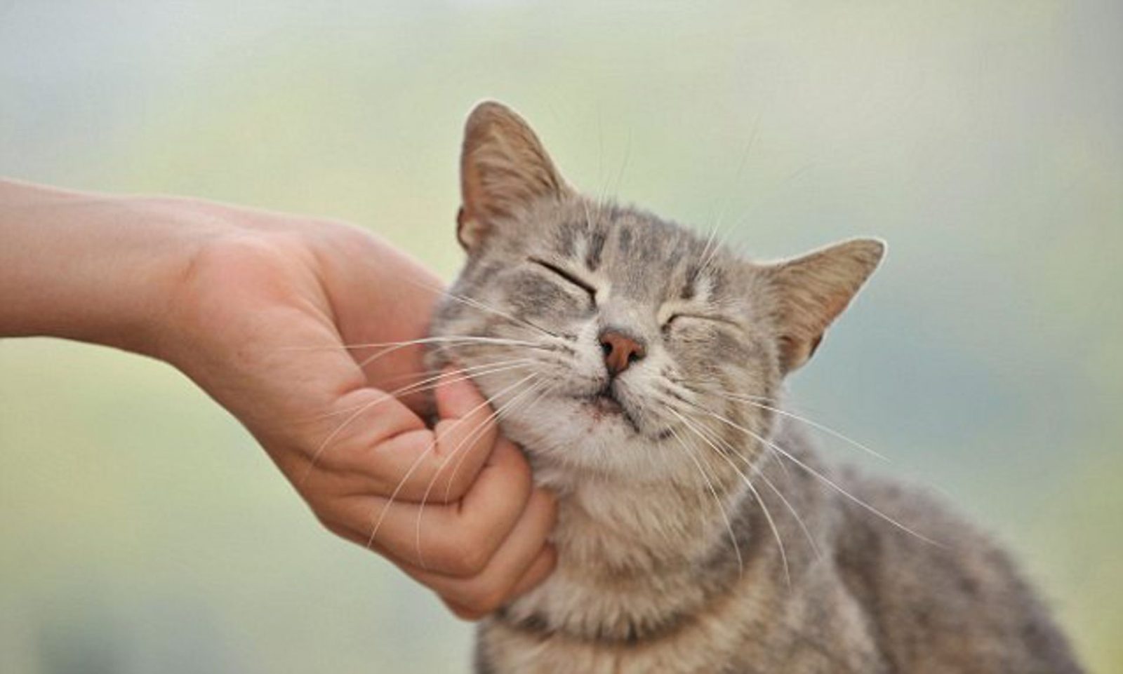 Are You A Cat Person? cat petting