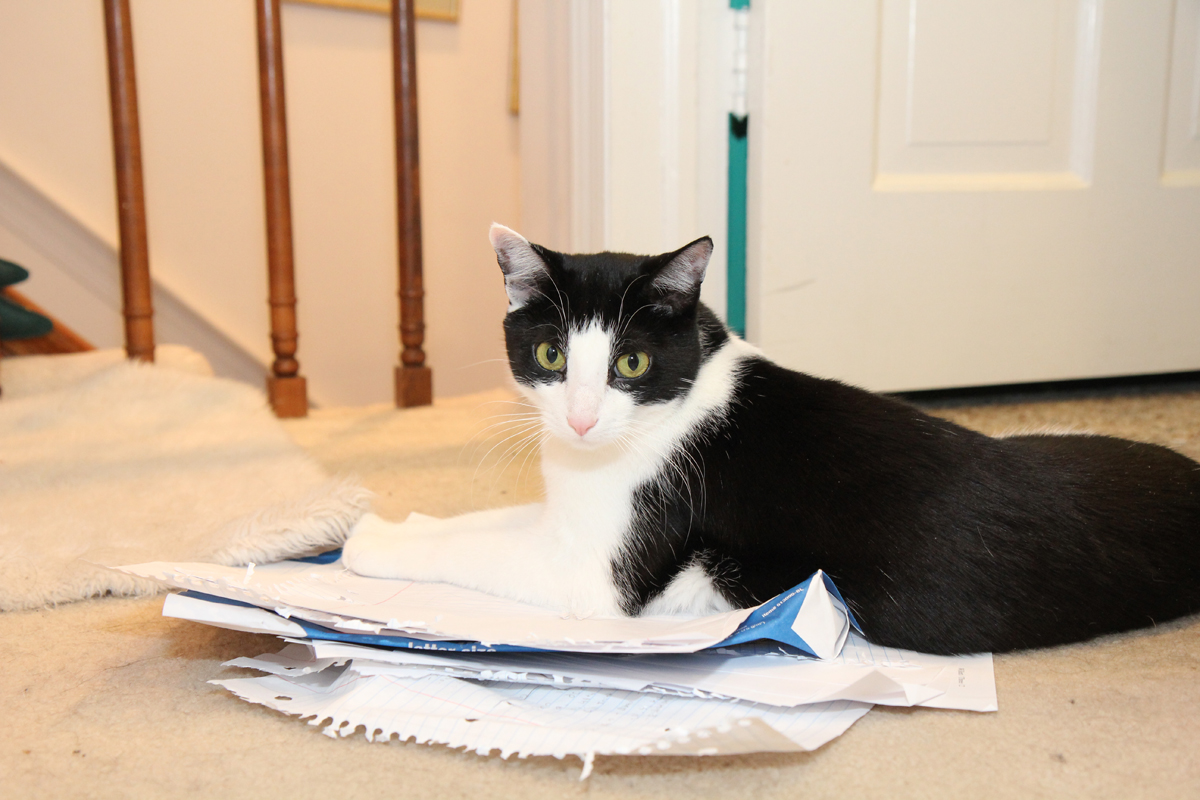🐱 Is Your Cat Secretly Plotting Against You? Calvin Lays On Paper