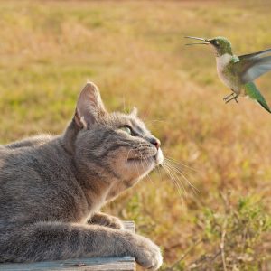 So You’re a Mixed Knowledge Brainiac? Prove It by Getting at Least 18/24 on This Quiz Cat