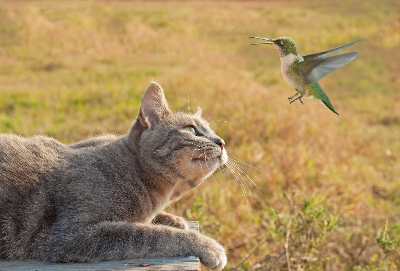 cat with bird