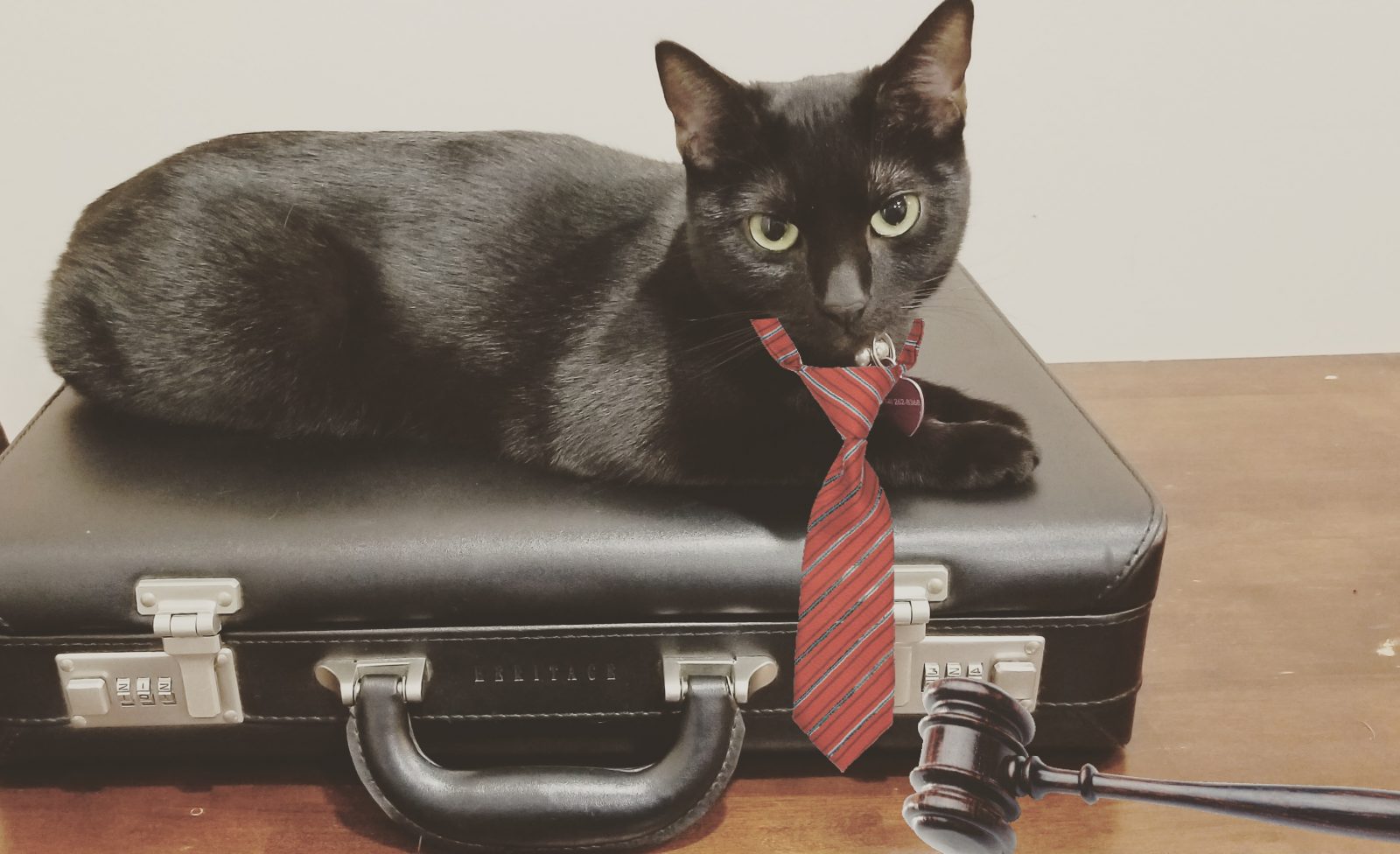 🐱 Is Your Cat Secretly Plotting Against You? Cat lawyer
