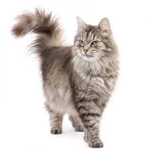 🐱 Is Your Cat Secretly Plotting Against You? Quiz Waving