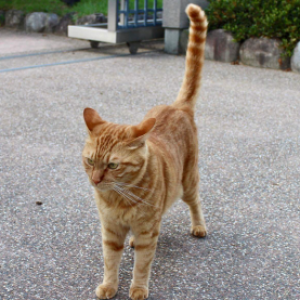 🐱 Is Your Cat Secretly Plotting Against You? Quiz Straight in the air