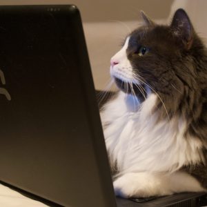 😺 How Much Of A Cat Person Are You? Quiz Unsure
