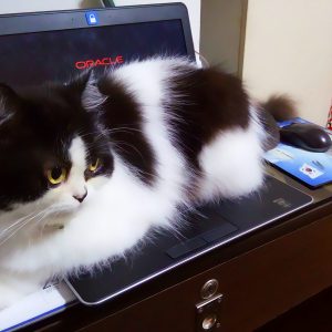 🐱 Is Your Cat Secretly Plotting Against You? Quiz Frequently
