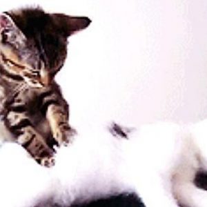 🐱 Is Your Cat Secretly Plotting Against You? Quiz Rarely
