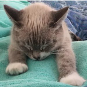 🐱 Is Your Cat Secretly Plotting Against You? Quiz Frequently