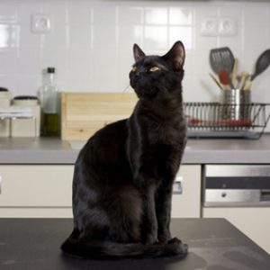 Live As A Cat For A Day To Find Out What % Evil You Are Quiz Leave them alone