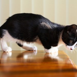 😺 How Much Of A Cat Person Are You? Quiz Knock it off the table