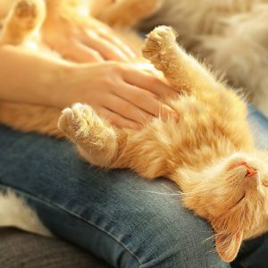 🐱 Is Your Cat Secretly Plotting Against You? Quiz Belly rubs