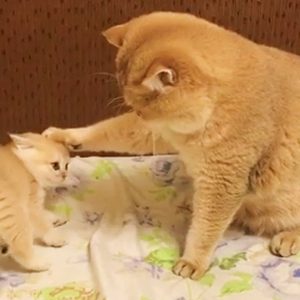 Are You A Cat Person? Quiz Breeder