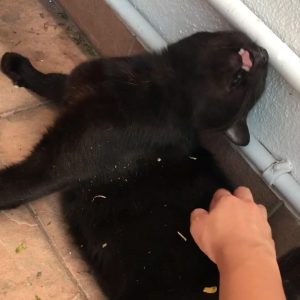 🐱 Is Your Cat Secretly Plotting Against You? Quiz Back scratches
