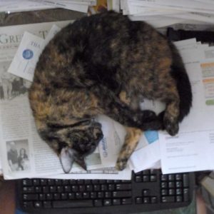 Live As A Cat For A Day To Find Out What % Evil You Are Quiz Sit or lay on it