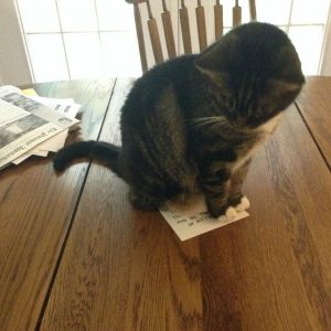 🐱 Is Your Cat Secretly Plotting Against You? Quiz Yes