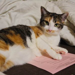 🐱 Is Your Cat Secretly Plotting Against You? Quiz Sometimes