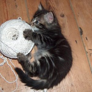 😺 How Much Of A Cat Person Are You? Quiz Playing with string