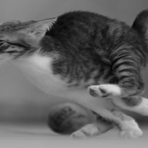 🐱 Is Your Cat Secretly Plotting Against You? Quiz Frequently