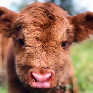 This 🍦 Ice Cream Vs 🐶 Baby Animals “Would You Rather” Will Be the Hardest Quiz You’ll Take Today Cow calves