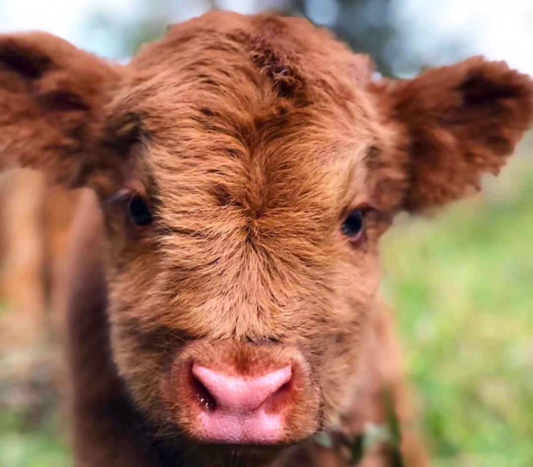 Can You Score 14/17 in This Random Knowledge Quiz? Baby Cow