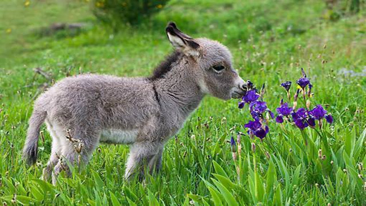 I Challenge You to Score at Least 14/20 on This General Knowledge Quiz Baby Donkey