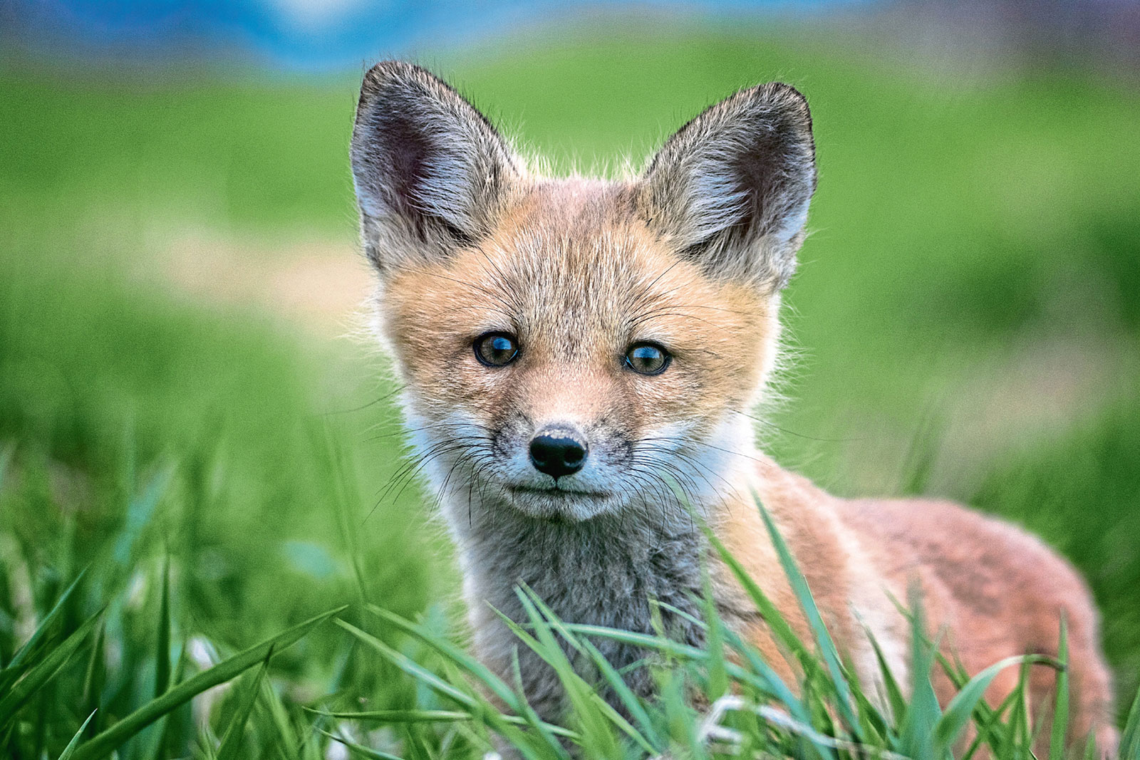 These Strange Questions Were Actually Asked on “Jeopardy!” — Can You Get 12/15? Baby Fox Cub