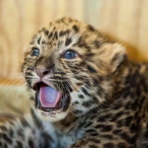 This 🍦 Ice Cream Vs 🐶 Baby Animals “Would You Rather” Will Be the Hardest Quiz You’ll Take Today Leopard cubs