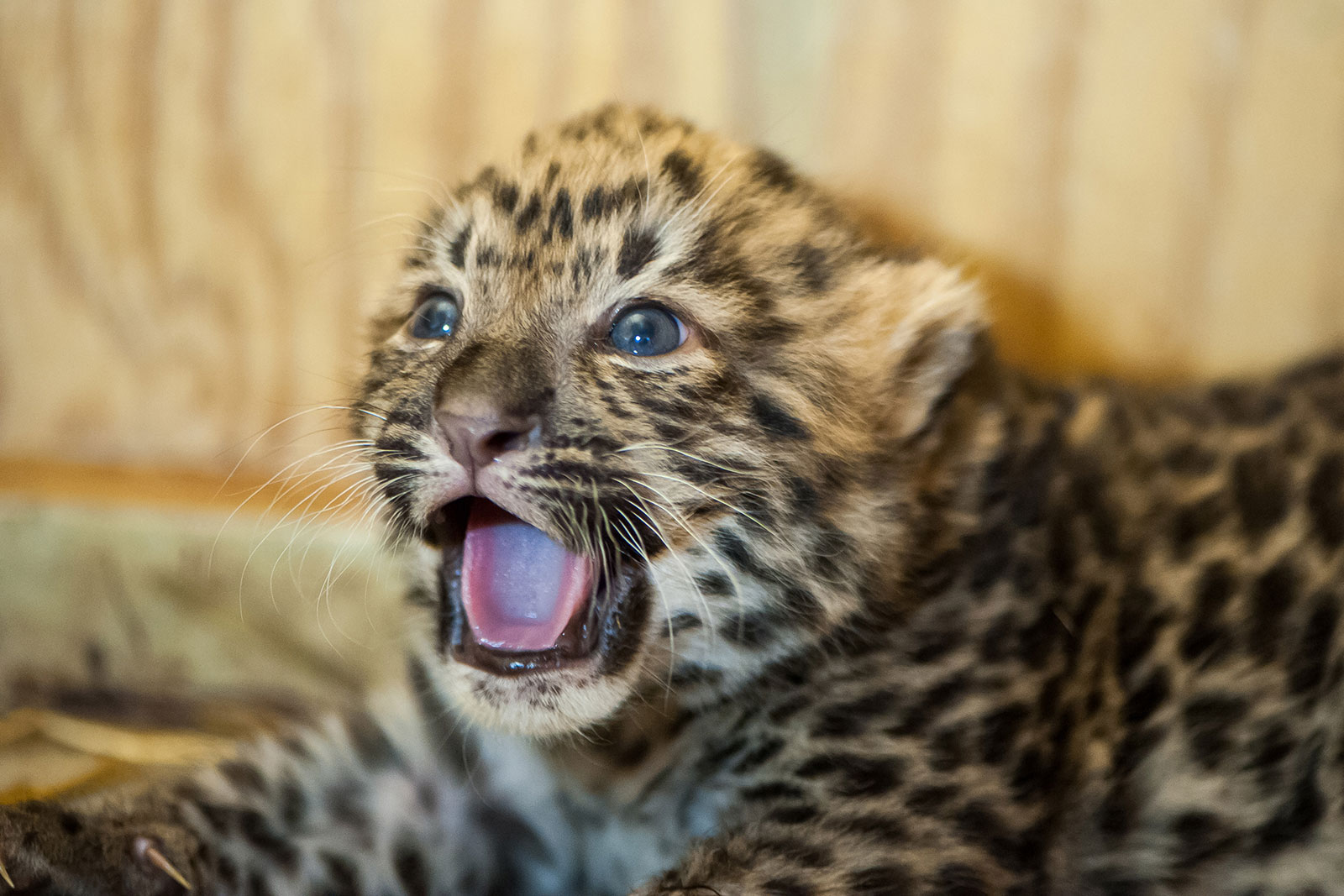 Passing This Animal Kingdom Quiz Is the Only Proof You Need to Show You’re the Smart Friend Baby Leopard Cub