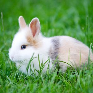 Can You Pass This “Jeopardy!” Trivia Quiz About Animals? What is a bunny rabbit?