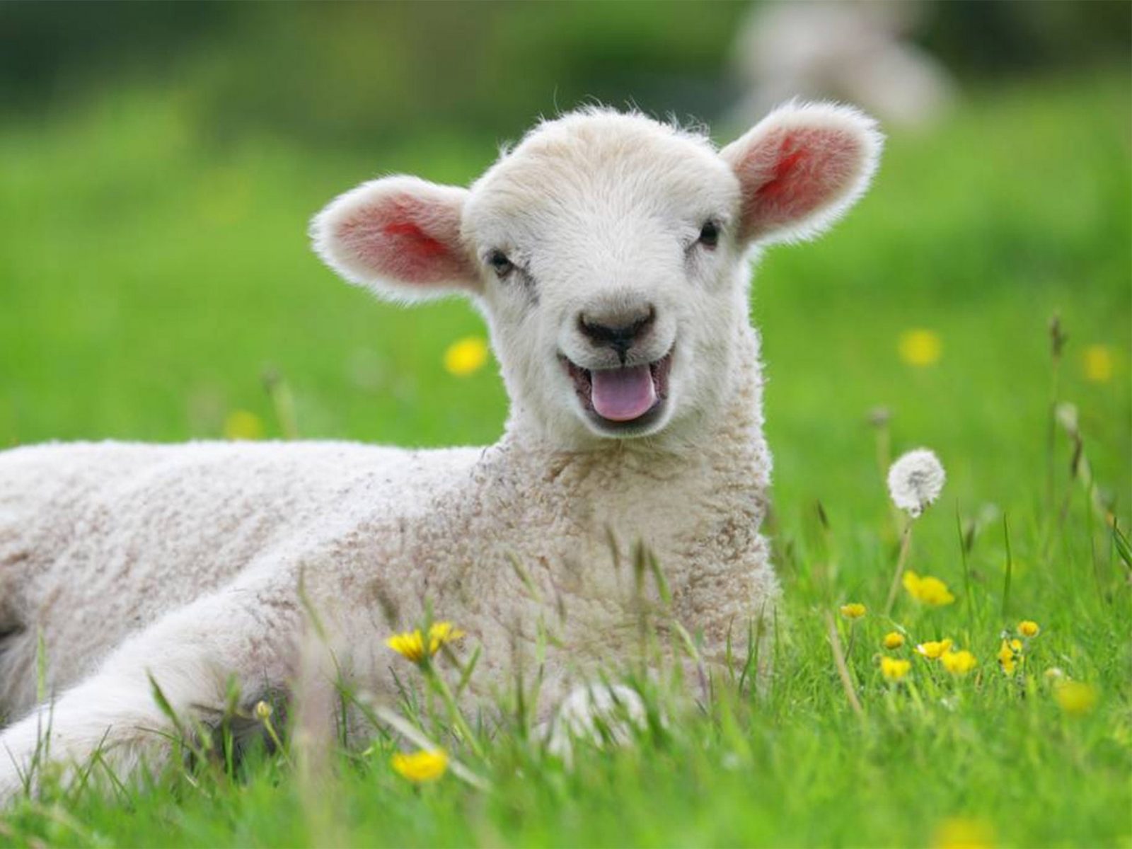 If You Ace This English Test, You’re a Word Wiz Baby Sheep Lamb