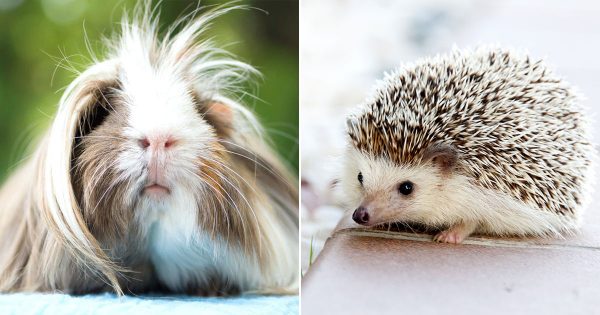 🐹 Hey, We Bet You Can’t Identify at Least 16/21 of These Baby Animals