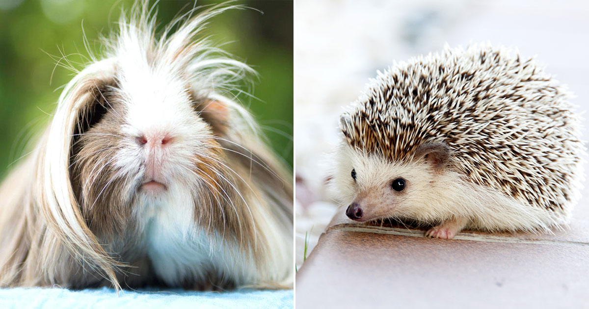 Hey, I Bet You Can't Identify 16 of Baby Animals Quiz