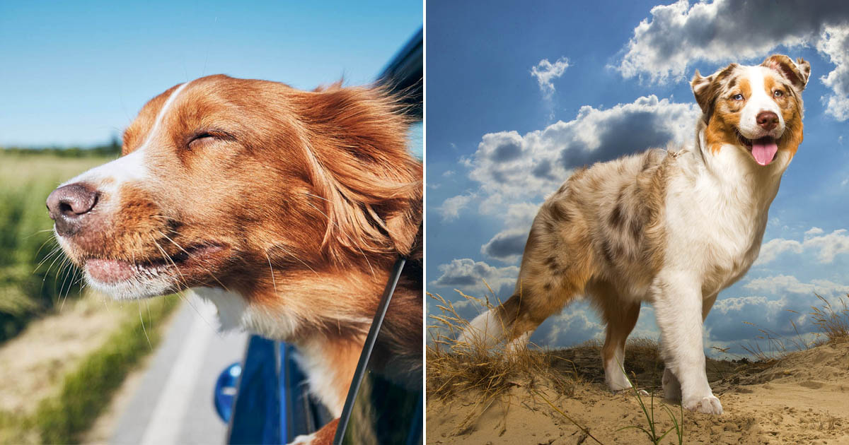 πΆ Spend a Day as a Dog to Find Out What Breed You Are Quiz