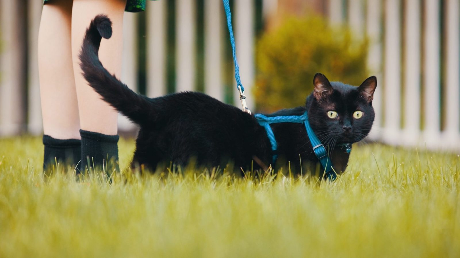 😺 How Much of a Cat Person Are You? cat leash