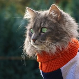 😺 How Much Of A Cat Person Are You? Quiz They need to hire actual cats to play the roles
