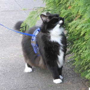 😺 How Much Of A Cat Person Are You? Quiz Yes